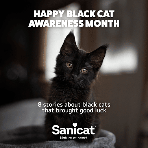 Cat of the Month